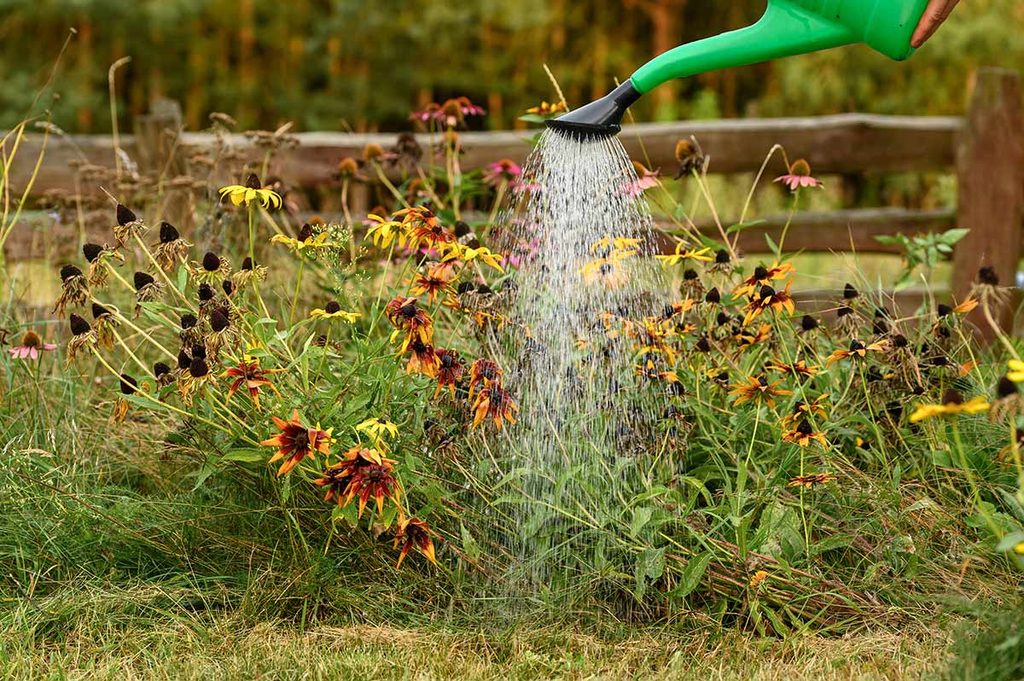 Hand watering some plants in the garden