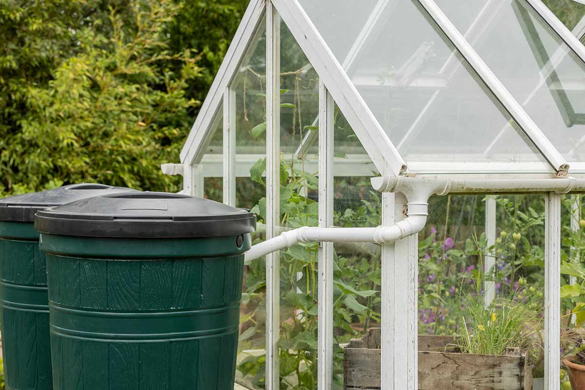 Two water butts connected to a greenhouse roof