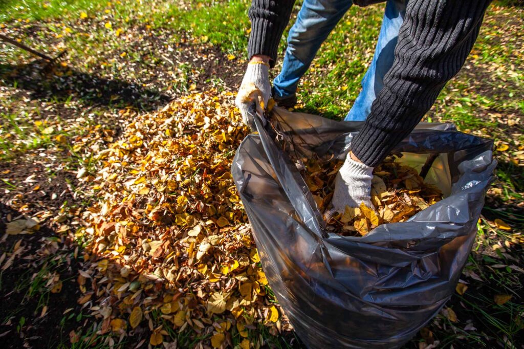 Collecting autumn leaves